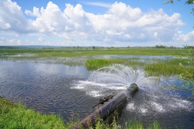 Сотни тысяч мальков пеляди выпустила En+ Group для Братского водохранилища