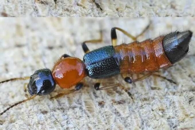 Во Вьетнаме россиян атакуют токсичные жуки-томкаты, которые вызывают ожоги и пузыри