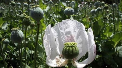 UN: Opium production in Afghanistan decreases by 20%, yet the trade of synthetic drugs sees a rise